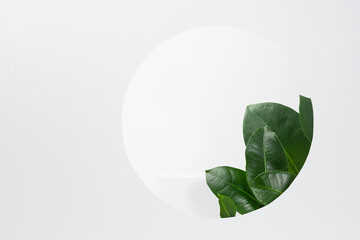 Spring abstract fresh tropical holiday stage mockup for presentation cosmetic product, goods, design, advertising with soft light white podium, round frame, green exotic natural foliage, copy space.