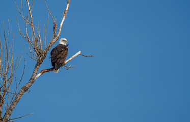 American bald eagle in flight