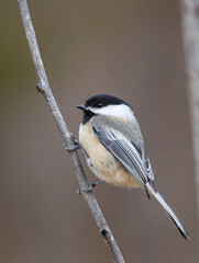 Cute chickadee on tree branch
