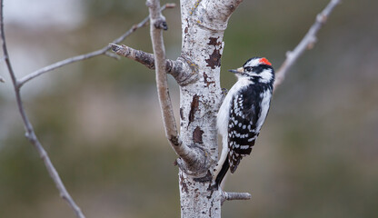 Downy woodpecker on tree winter