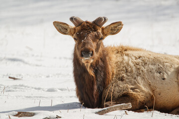 winter time elk herd