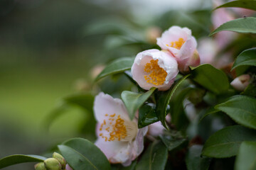 Cute and white camellia blossom, flower on branches, in nature.