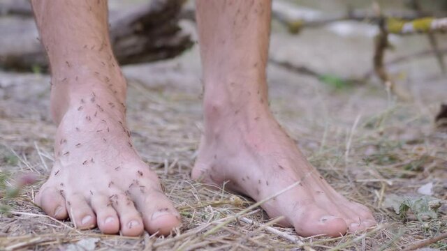 Army of Brown Ants is Crawling on Human Bare Legs Standing on Grass. Large number of ants of Formycin family attack, bites, runs on tourist hairy male feet. Camping outdoor. Summertime. 4K. Close up.