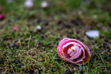Cute close up photo of pink camellia flower, on grass.