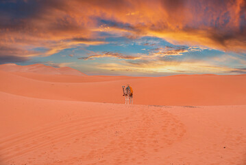 Fototapeta na wymiar Camel standing on sand dunes in sahara desert against dramatic sky during dusk, Caravan camel standing in desert