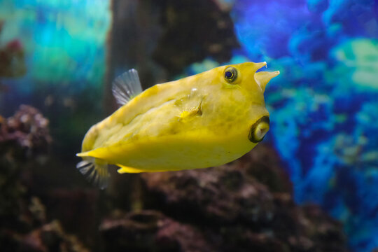 Fish under water, yellow trunk cow fish: lactoria cornuta, 
blurred background