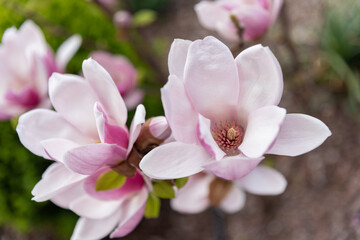 Beautiful Magnolia Tulip blooms. Chinese Magnolia pink blossom with tulip-shaped flowers in spring garden.