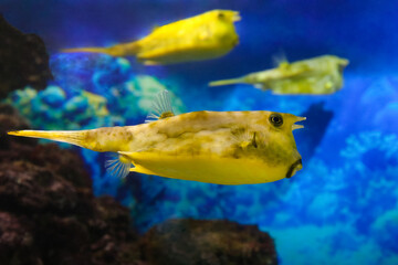 Fish under water, yellow trunk cow fish: lactoria cornuta, 
blurred background