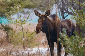 Naklejka na ściany i meble Young female moose foraging 