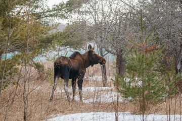 Young female moose foraging 