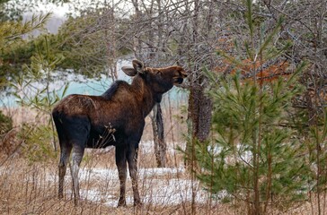 Naklejka premium Young female moose foraging 
