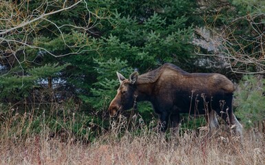 Naklejka na ściany i meble Young female moose foraging 
