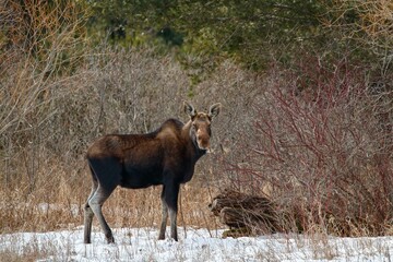 Young female moose foraging 