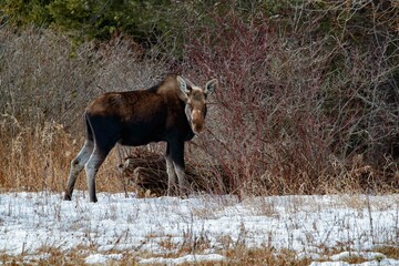 Young female moose foraging 