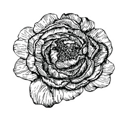 Hand drawn vector peony element on vintage line art style for decor, scrapbooking and decoupage 