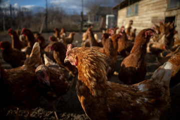 Red laying hens in the yard. Selective focus.