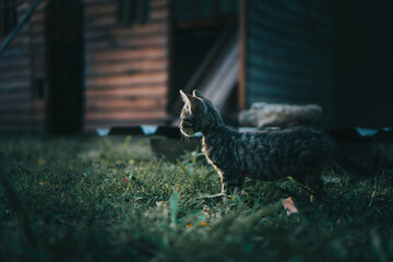 Beautiful kitten outside under the sun rays