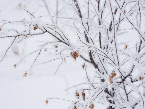 The bushes and branches are covered with fluffy clear snow. The holiday is snow day. Close-up photo in winter.
