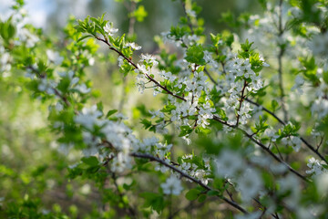 Beautiful, delicate spring cherry blossoms. Chery trese branch with white blossom in spring garden. Close up of beautiful and cute little white cherry blossoms.