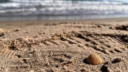 Macro di una conchiglia sul bagnasciuga di una spiaggia siciliana con il mare sfocato sullo sfondo