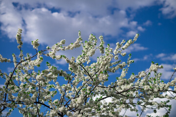 Blooming cherry tree in the spring garden against blue sky. Close up of white flowers on a tree. Spring background