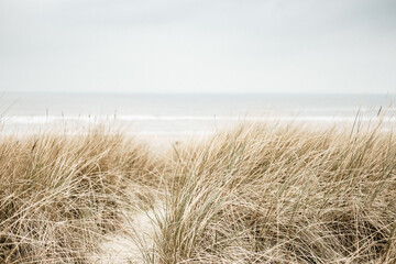 Grass at sea and dunes