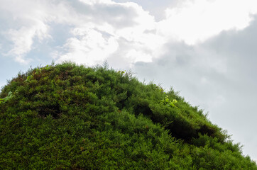 Top Of Cupressus Macrocarpa
