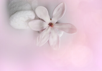 beautiful pink magnolia flower, smooth white stones, white towel rolled up, concept of wellness spa treatments for the beauty of mind and body, massage, serenity
