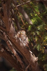 Pearl-spotted owlet in Namibia
