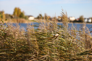 Obraz premium Natural close-up photo of seagrass growing near lake.