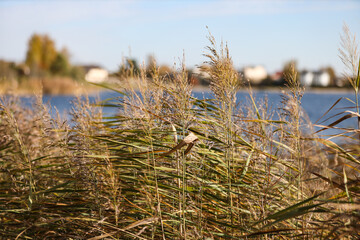 Natural close-up photo of seagrass growing near lake.