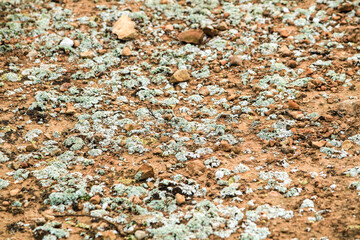 Lichen on soil in the mountain