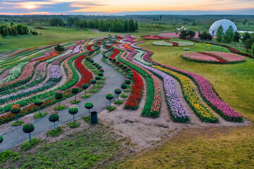Aerial view of colorful tulips field, summer dawn. Concept, spring, summer, nature