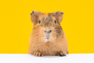 Cute guinea pig and yellow wall background. A popular household pet banner copy space