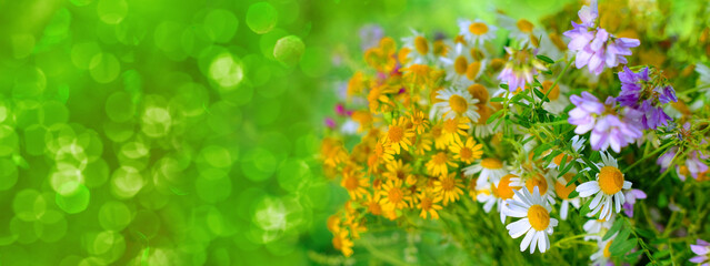 beautiful spring, summer green background with yellow wildflowers, flowering concept, nature...