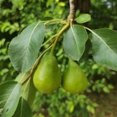 pear on tree