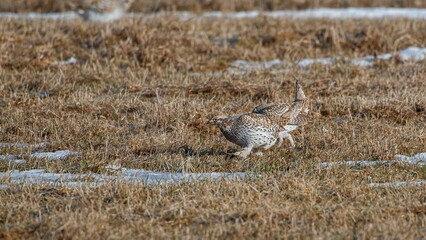 Sharp tailed grouse in field