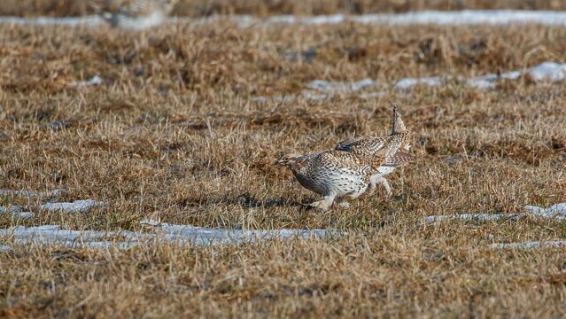 Sharp Tailed Grouse In Field