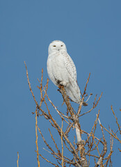 Obraz premium snowy owl in winter snow