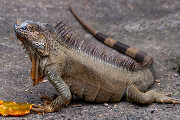 Grüner Leguan (Iguana iguana) in Costa Rica