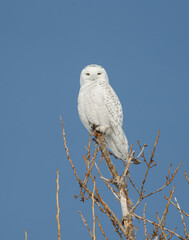 snowy owl in winter snow