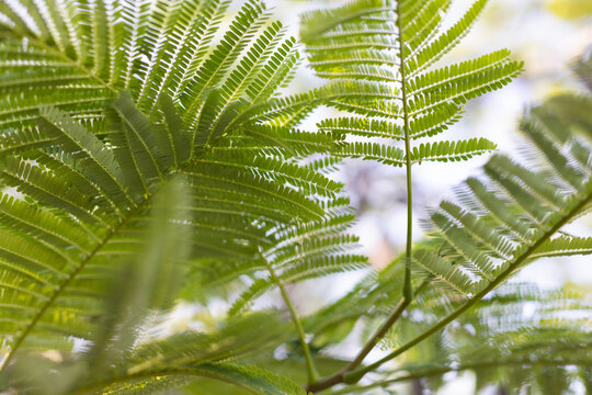Leaves of paraserianthes lophantha tree on a blue sky background. Selective focus.