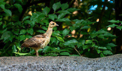 Peachicks or baby peacocks foraging in the rocks at a zoo in Chattanooga Tennessee.