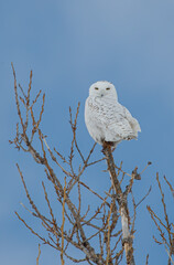 snowy owl in winter snow