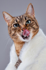 Delicious gourmet animal food concept. Fashion pretty tabby cat is wearing fur shawl. Proud muzzle of a cute tabby cat licking. Brown domestic cat in elegant costume of queen. Selective focus