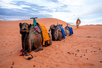 Caravan camels resting on sand in sahara desert against sky, Bedouin camels with saddle sitting on sand
