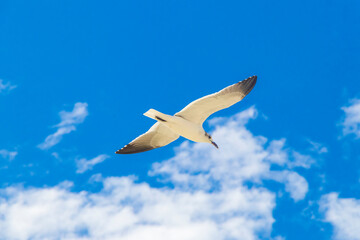 Flying seagull bird with blue sky background Holbox island Mexico.