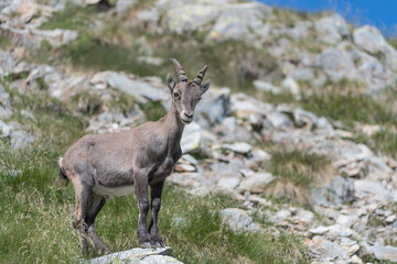 Naklejka na ściany i meble Isolated Ibex male in summer season, fine art portrait (Capra ibex)