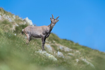 Naklejka na ściany i meble Young ibex male in summer season, fine art portrait (Capra ibex)