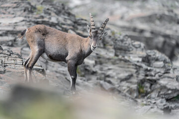 Fine art portrait of Ibex male on the rocks (Capra ibex)